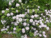 Pěnišník 'Eidam' - habitus v květu (Rhododendron)