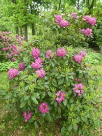 Pěnišník 'Lord Clyde' - habitus v květu (Rhododendron)