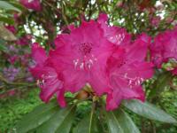 Pěnišník 'Antonín Dvořák' (Rhododendron)