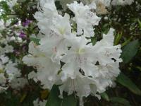 Pěnišník 'Aurora' (Rhododendron)