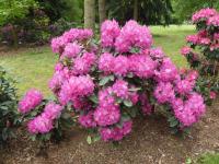 Pěnišník 'Cynthia' (Rhododendron)