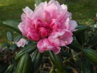 Pěnišník 'Rumpelstilzchen' (Rhododendron)