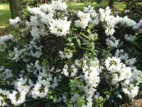 Pěnišník 'Yaku Princess' (Rhododendron)