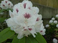 Pěnišník 'Schneebukett' (Rhododendron)