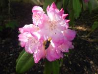 Pěnišník 'Catharine van Tol' (Rhododendron)