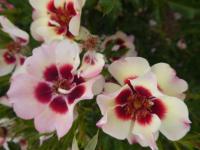 Růže 'Pastel Babylon Eyes' - Hybridy růže perské (Rosa)