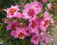 Růže 'Queen Babylon Eyes' - Hybridy růže perské (Rosa)