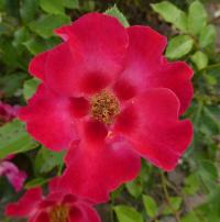 Růže 'Sunshine Babylon Eyes' - Hybridy růže perské (Rosa)