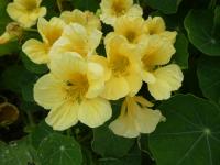 Lichořeřišnice větší - květy (Tropaeolum majus)