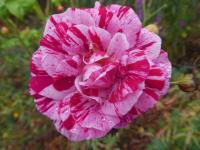 Růže 'ČSR' - Sadové růže (Rosa)