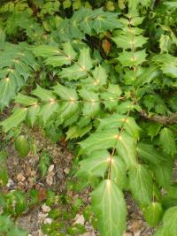 Mahónie Bealova (Mahonia bealei)