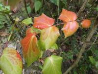 Mahónie Bealova - podzimní zbarvení (Mahonia bealei)