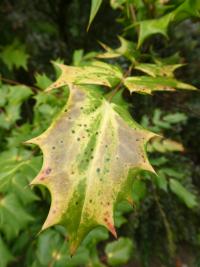 Mahónie Bealova - podzimní zbarvení (Mahonia bealei)