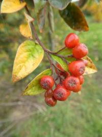 Skalník puchýřnatý - větévka s plody (Cotoneaster bullatus)