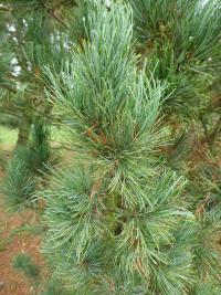 Borovice limba 'Compacta' (Pinus cembra)