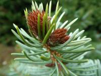 Smrk omorika 'Zuckerhut' (Picea omorika)