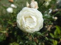 Růže 'Pasaya' - Mnohokvěté růže (Rosa)