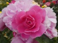 Růže 'Deborah' - Mnohokvěté růže (Rosa)