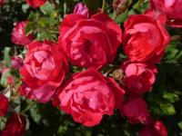 Růže 'Cherry Bonica' - Mnohokvěté růže (Rosa)