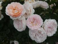 Růže 'Märchenzauber' - Mnohokvěté růže (Rosa)