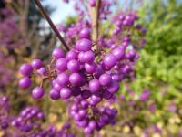 Krásnoplodka Bodinierova - větévka s plody (Callicarpa bodinieri var giraldii)