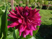 Jiřinka 'Drama Queen' - Dekorační jiřinky (Dahlia)
