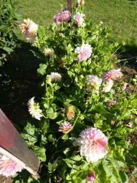 Jiřinka 'Yume-yama-zakura' - Dekorační jiřinky (Dahlia)