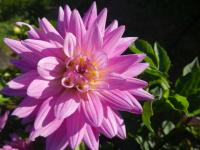Jiřinka 'Karma Amanda' - Dekorační jiřinky (Dahlia)