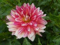 Jiřinka 'Short Track' (Dahlia)