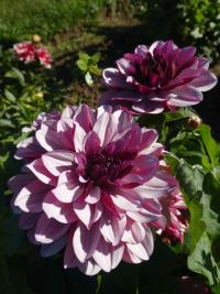 Jiřinka 'Creme de Cassis' - Dekorační jiřinky (Dahlia)