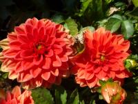 Jiřinka 'Valentin' - Gallery jiřinky (Dahlia)