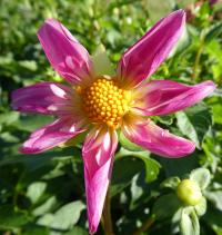 Jiřinka 'Fancy Pants' - Orchideokvěté jiřinky (Dahlia)