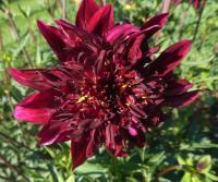 Jiřinka 'Soulman' - Anemonkovité jiřinky (Dahlia)