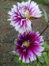 Jiřinka 'Alauna Clair Obscur' - Třepenité jiřinky (Dahlia)