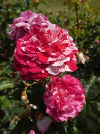 Růže 'Abracadabra' - Mnohokvěté růže (Rosa)