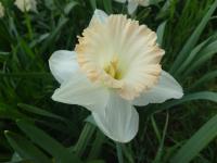 Narcis 'British Gamble' - Trubkovité narcisy (Narcissus)