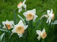 Narcis 'Bella Vista' - Velkokorunné narcisy (Narcissus)