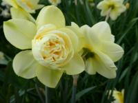 Narcis 'Manly' - Plnokvěté narcisy (Narcissus)