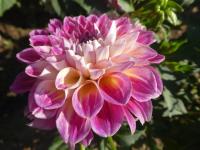 Jiřinka 'Oginskis' - Dekorační jiřinky (Dahlia)