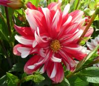 Jiřinka 'Catching Fire' - Dekorační jiřinky (Dahlia)