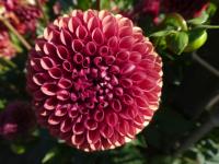 Jiřinka 'Copperboy' - Kulovité jiřinky (Dahlia)