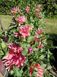 Jiřinka 'Belle of Barmera' - Dekorační jiřinky (Dahlia)