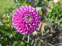 Jiřinka 'Caitlin's Joy' - Kulovité jiřinky (Dahlia)