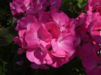 Pelargónie páskatá 'Simona F1' (Pelargonium zonale)