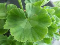 Pelargónie páskatá 'Barbara Eldridge' - list (Pelargonium zonale)