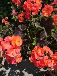 Pelargónie páskatá 'Black Velvet Coral F1' (Pelargonium zonale)
