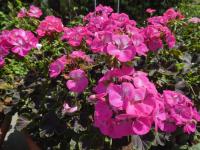 Pelargónie páskatá 'Black Velvet Rose F1' (Pelargonium zonale)