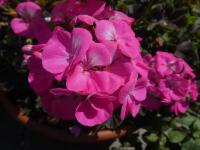 Pelargónie páskatá 'Black Velvet Rose F1' - květ (Pelargonium zonale)