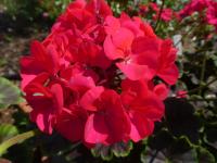 Pelargónie páskatá 'Black Velvet Violet F1' - květ (Pelargonium zonale)