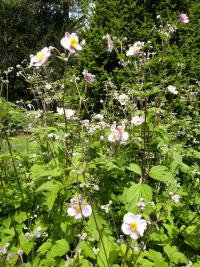 Sasanka japonská (Anemone japonica)